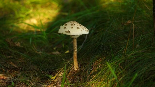 A beautiful mushroom on a high leg grows in a green sunny forest. Macrolepiota procera, the parasol mushroom, is a basidiomycete fungus with a large, prominent fruiting body resembling a parasol.