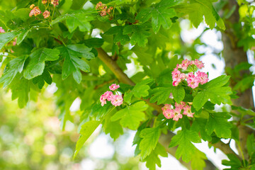 Pink ornamental hawthorn flowers, garden horizontal photography