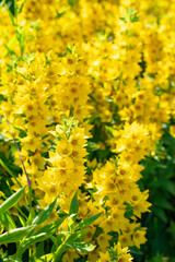 Lysimachia vulgaris blossom, many yellow flowers sunny natural background