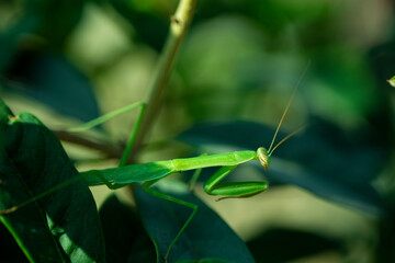 A mantis on  green leaves