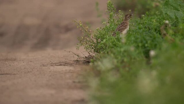 A bird with a beak full of ants runs along the path and grass. The Eurasian skylark (Alauda arvensis) is a passerine bird in the lark family, Alaudidae.