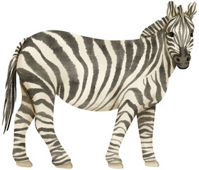 Fototapeta na wymiar Zebra wildlife animals watercolor illustration