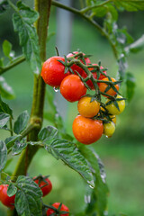 Organic vegetable garden
