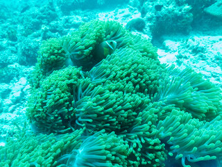 Naklejka na ściany i meble Clownfish in the sea anemone in the depths of the Indian ocean, Maldive islands.