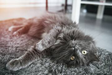 A cat lies upside down on the floor. The Grey cat is looking at the camera while lying on the...