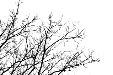 die tree branch isolated on white background
