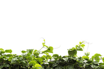 climber isolated on white background