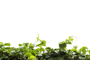 climber isolated on white background