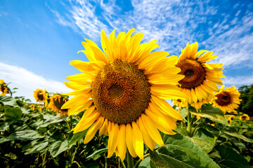 Yellow sunflowers field in farm. Agriculture background