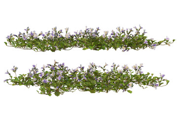 Flowers on a transparent background