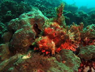 Fototapeta na wymiar A Bearded Scorpionfish resting on corals Cebu Philippines