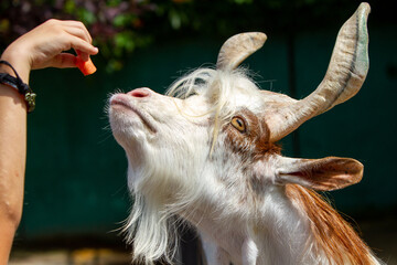 Goat, a domestic animal, a species of artiodactyls from the genus of mountain goats of the bovid...