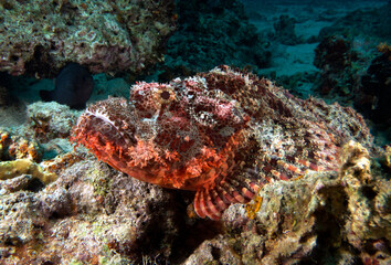 Fototapeta na wymiar A Bearded Scorpionfish resting on a rock Boracay Island Philippines