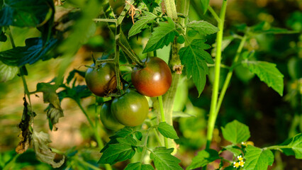 Beautiful red ripe tomatoes grown in a farm greenhouse. Ripe red organic tomato in greenhouse. Beautiful heirloom tomatoes