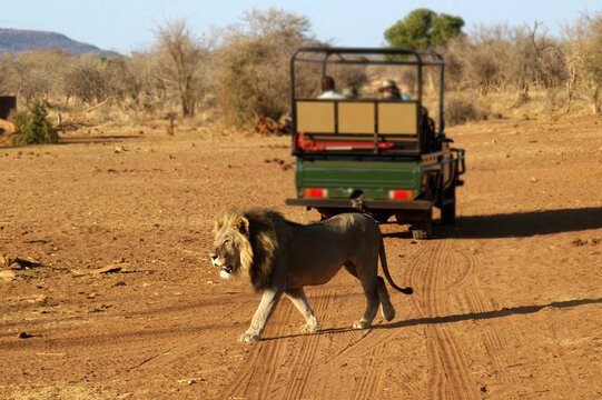 Fototapeta Lion walking past a safari tour group in a 4x4, South Africa