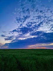 field and sky 