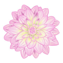 Pink flowers watercolor dahlia illustration.