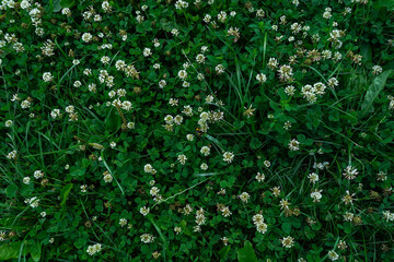 White clover lawn and green grass, summer natural background