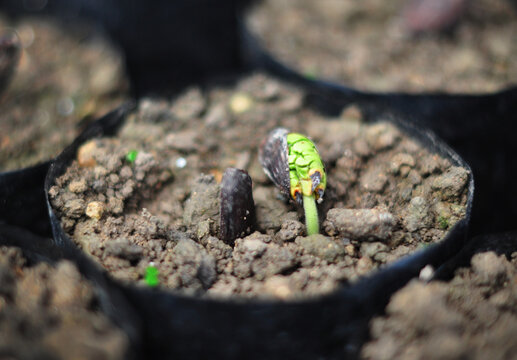 Close-up of a cocoa bean seeding sprouting in a plant pot, Indonesia