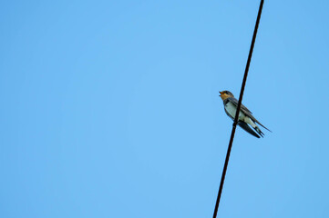 親離れをして心細い姿のツバメ