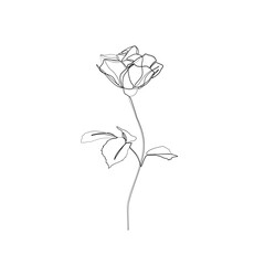 Rose continuous line drawing, tattoo, print for clothes and logo design, decorative flower silhouette single line on a white background, isolated vector illustration.