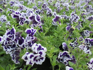 春の花壇に美しく咲き誇る、紫色と白が鮮やかな八重咲きのペチュニア