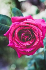 closeup portrait of a flower 