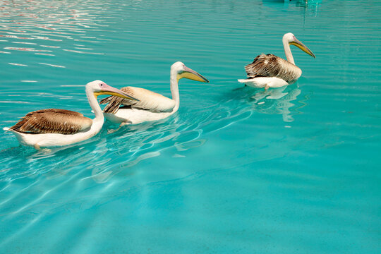 Pelican Birds Swimming In The Pool