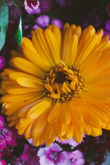 Obraz premium closeup portrait of a flower 