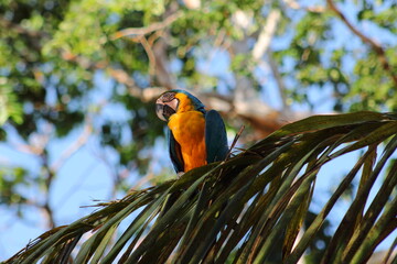 Beautiful animal in rainwood in brasil
