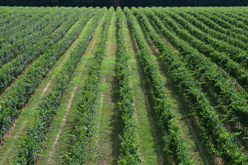 Fototapeta na wymiar Vineyard plantation aerial view. Vineyard plantations stretching into the horizon aerial view. Rows of vineyards on a hill in Italy.