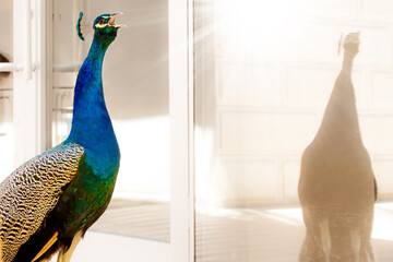 Colorful singing male peacock reflected in glass balcony window. Blue and green domestic bird outside on sunny day. Selective focus. Blurred background.