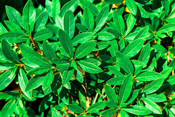 Abstract green leaves texture