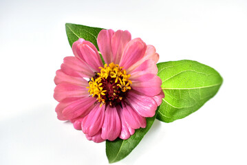 Pink color zinnia flower, major, with green leaves on a white background.