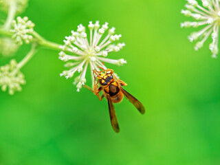 ウドの花蜜を吸うキイロスズメバチ