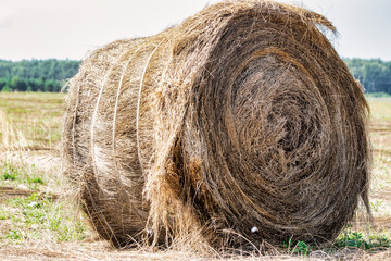 Bales of harvested flax in a summer field. Linum. Close-up. A plant from which oil and clothing are made. Important agricultural crop.