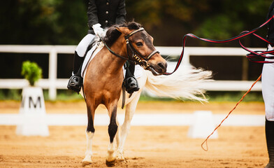A child is sitting astride a saddle on a piebald pony, which is led by a horse breeder along a...