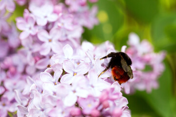 A fluffy bumblebee pollinates lilacs sitting on a flower.
