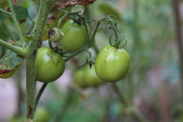 green tomatoes indicate not ready to be harvested