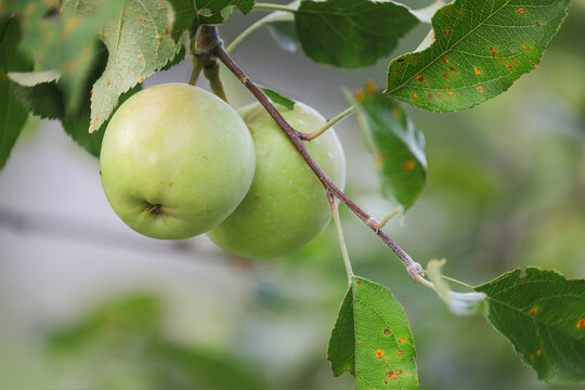 Green apples on tree in an orchard. Leaves are infected with a common fungus, cedar-apple rust disease and have left lesions on the leaves.  Selective focus with blurred foreground and background.