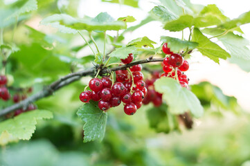 The berries of red currant lit with sunshine. A branch with berries and green leaves