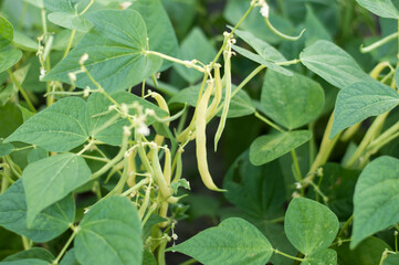 Green peas grow in the garden. Beautiful close up of green fresh peas and pea pods. Healthy food. Selective focus on fresh bright green pea pods on a pea plants in a garden. Growing peas outdoors and