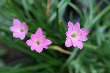 closeup of the beauty of crocus sativus flowers in the garden