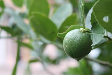 green tomatoes indicate not ready to be harvested