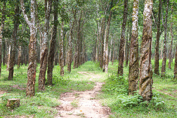 natural raw rubber tree plant