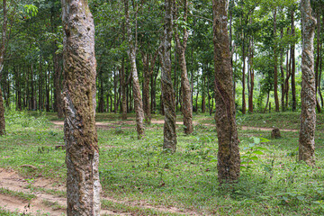 Obraz premium natural raw rubber tree plant