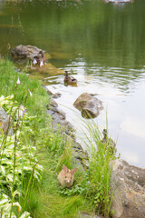 rabbit on the lake