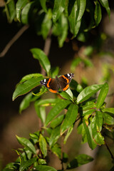 red admiral or Vanessa atalanta