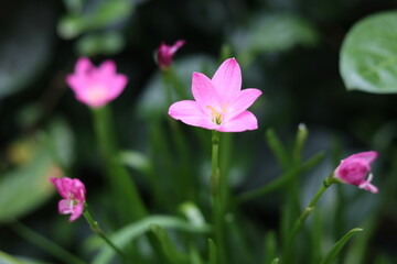 Fototapeta premium pink flowers
