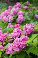 pink hydrangea flowers in garden